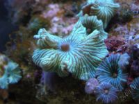 Лот: 5945198. Фото: 2. Дискосома ассорти. Аквариумистика