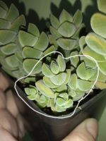 Лот: 14848122. Фото: 3. Крассула Crassula cv Moonglow... Растения и животные