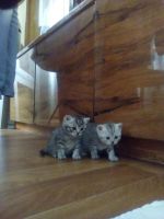 Лот: 8093984. Фото: 2. Британец кошка. Животные и уход