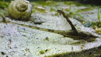 Лот: 15647909. Фото: 5. Стурисома Панамская– сом аквариумная...