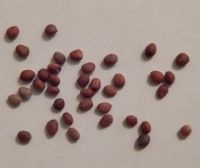 Лот: 1323871. Фото: 2. Стручковая редиска (rat tail radish... Семена, рассада, садовые растения