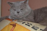 Лот: 2294005. Фото: 2. Шотландские котята. Животные и уход