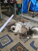 Лот: 16264068. Фото: 2. Котенок. Животные и уход