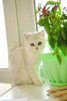 Лот: 4676644. Фото: 2. Британский котёнок (девочка 4... Животные и уход