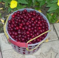 Лот: 5875973. Фото: 3. вишня на ножке ) ооочень вкусна... Красноярск