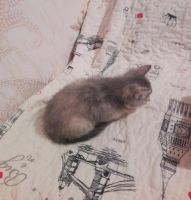 Лот: 8997726. Фото: 4. Отдам котеночка в хорошие руки. Красноярск