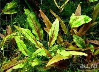 Лот: 13748525. Фото: 3. Криптокорина Зеленый Геккон неприхотливое... Растения и животные