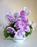 Лот: 7889693. Фото: 4. "РС-Николь" детка большая фиалки... Красноярск