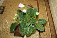 Лот: 4366687. Фото: 6. Глоксиния фиолетовая махровая...