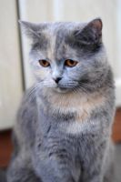 Лот: 10918405. Фото: 6. Котенок мальчик (мама - британская...