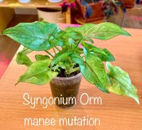Лот: 13349434. Фото: 3. Сингониум Orm manee mutations. Растения и животные