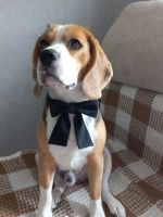 Лот: 22529277. Фото: 6. щенки бигль