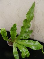 Лот: 16398683. Фото: 4. Папоротник-Microsorum musifolium... Красноярск