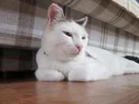 Лот: 7886531. Фото: 2. Молодая кошечка. Животные и уход