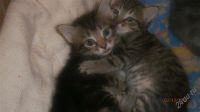 Лот: 2365704. Фото: 2. подарю котят. Животные и уход