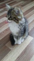 Лот: 10029890. Фото: 3. Котенок 2 месяца. Растения и животные