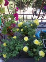 Лот: 11265522. Фото: 2. куст хризантема саженец. Семена, рассада, садовые растения