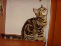Лот: 3868663. Фото: 5. Британские котята (мальчик с документами...