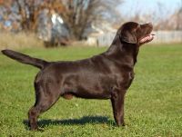 Лот: 7765886. Фото: 2. Шоколадный лабрадорчик. Шоколадное... Животные и уход