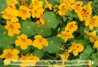 Лот: 12954859. Фото: 2. Семена настурции большой махровой... Семена, рассада, садовые растения