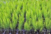 Лот: 13696768. Фото: 4. спаржа №12. Красноярск