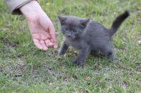 Лот: 7579025. Фото: 5. Котёнок дымчатый, мальчик 2 месяца...