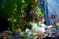 Лот: 16203686. Фото: 4. Барбус суматранский (Barbus tetrazona... Красноярск