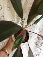 Лот: 9779538. Фото: 6. Кордилина 1