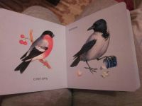 Лот: 3984020. Фото: 2. "Птицы и насекомые". Литература, книги