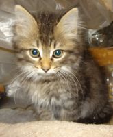 Лот: 17997991. Фото: 5. Котята