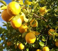 Лот: 11361443. Фото: 3. Хотите собственные лимоны с подоконника... Растения и животные