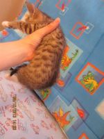 Лот: 3480113. Фото: 5. Продам бенгальскую кошечку