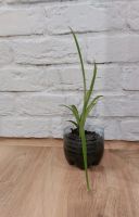 Лот: 19264954. Фото: 2. Хлорофитум. Отросток. Комнатные растения и уход