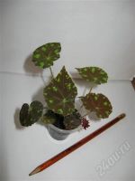 Лот: 625523. Фото: 3. Бегония Бауэра детка=). Растения и животные