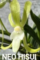Лот: 22826749. Фото: 5. Орхидеи - neofinetia falcata