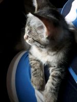 Лот: 10960691. Фото: 4. Котенок от кошки мышеловки, уже... Красноярск