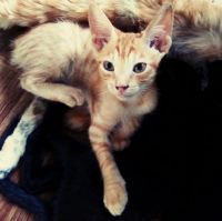 Лот: 9917491. Фото: 3. Котята донских сфинксов. Растения и животные