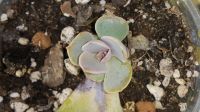 Лот: 9136493. Фото: 4. Эхеверия Жемчужина Нюрнберга Echeveria... Красноярск