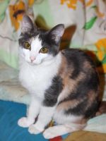 Лот: 7745196. Фото: 4. Молоденькая кошечка, родилась... Красноярск