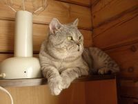 Лот: 8953648. Фото: 2. кот производитель. Животные и уход