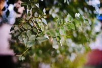 Лот: 8270306. Фото: 4. Nikkor-S 55mm 1.2 Nippon Kogaku...