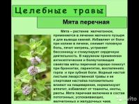Лот: 10522524. Фото: 2. Мята и цикорий с Кавказа лечебный... Продукты