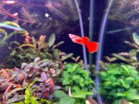 Лот: 24351880. Фото: 3. Гуппи Albino Reb Full. Растения и животные