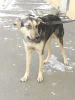 Лот: 4628833. Фото: 4. Соня продолжает ждать любящих... Красноярск