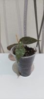 Лот: 20531364. Фото: 4. хойя каудата (hoya caudata silver... Красноярск