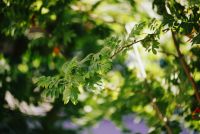 Лот: 8151575. Фото: 7. Tokina at-x af PRO 80-200mm 2...