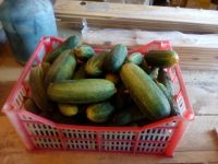 Лот: 10062932. Фото: 2. Продам огурцы домашние. Продукты