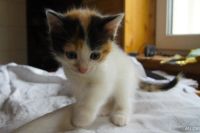 Лот: 10359247. Фото: 7. Отдам в хорошие руки котят