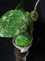 Лот: 16410260. Фото: 2. Хойя- Hoya acuta stable pink spot... Комнатные растения и уход