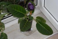 Лот: 3054348. Фото: 3. Глоксиния 21 (цветёт). Растения и животные